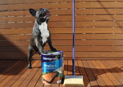dog with intergrain ultradeck timber oil can and brush