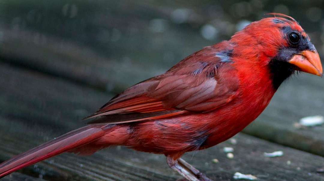 Keep Birds Away From Your Patio, Deck, or Balcony with These Simple Tips
