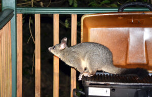 Possum on the deck
