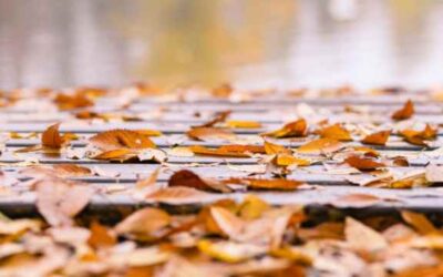 Why You Should Maintain Your Deck In Autumn