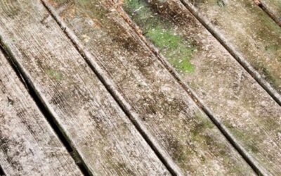 How to Manage Mould on Your Deck