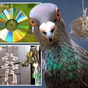 reflective items to scare birds