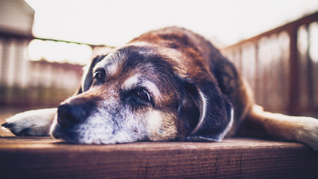 dog lying on deck